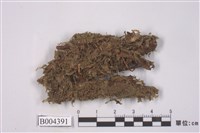 藏品(綠透塔葉蘚)的圖片